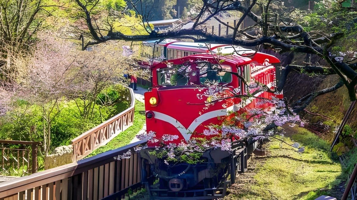 Alishan National Forest Recreation Area + Sisters Pond + Shouzhen Temple + Giant Trees + Small Train one-day tour Day Tours