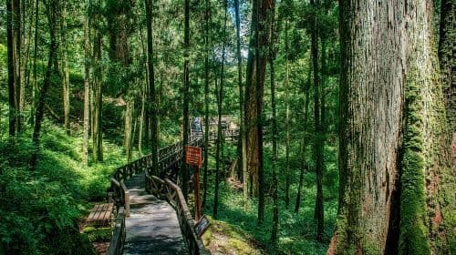 Alishan National Forest Recreation Area + Sisters Pond + Shouzhen Temple + Giant Trees + Small Train one-day tour Day Tours