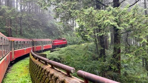 Alishan National Forest Recreation Area Day Tour From Taichung/Chiayi/Kaohsiung Day Tours