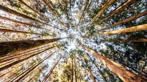 Alishan National Forest Recreation Area Day Tour From Taichung/Chiayi/Kaohsiung Day Tours