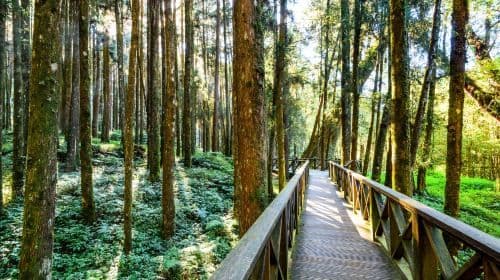 Alishan National Forest Recreation Area one-day tour[Taichung/Chiayi/Kaohsiung | Private private charter Guide] Day Tours