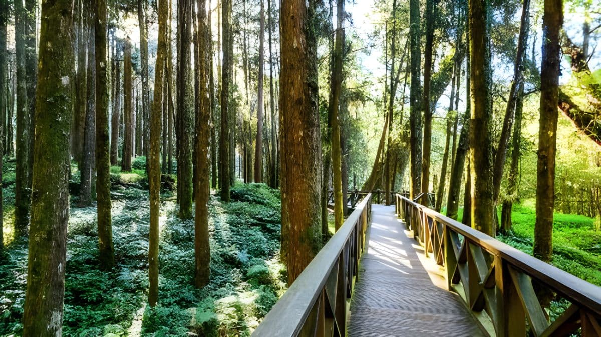 Alishan National Forest Recreation Area one-day tour[Taichung/Chiayi/Kaohsiung | Private private charter Guide] Day Tours