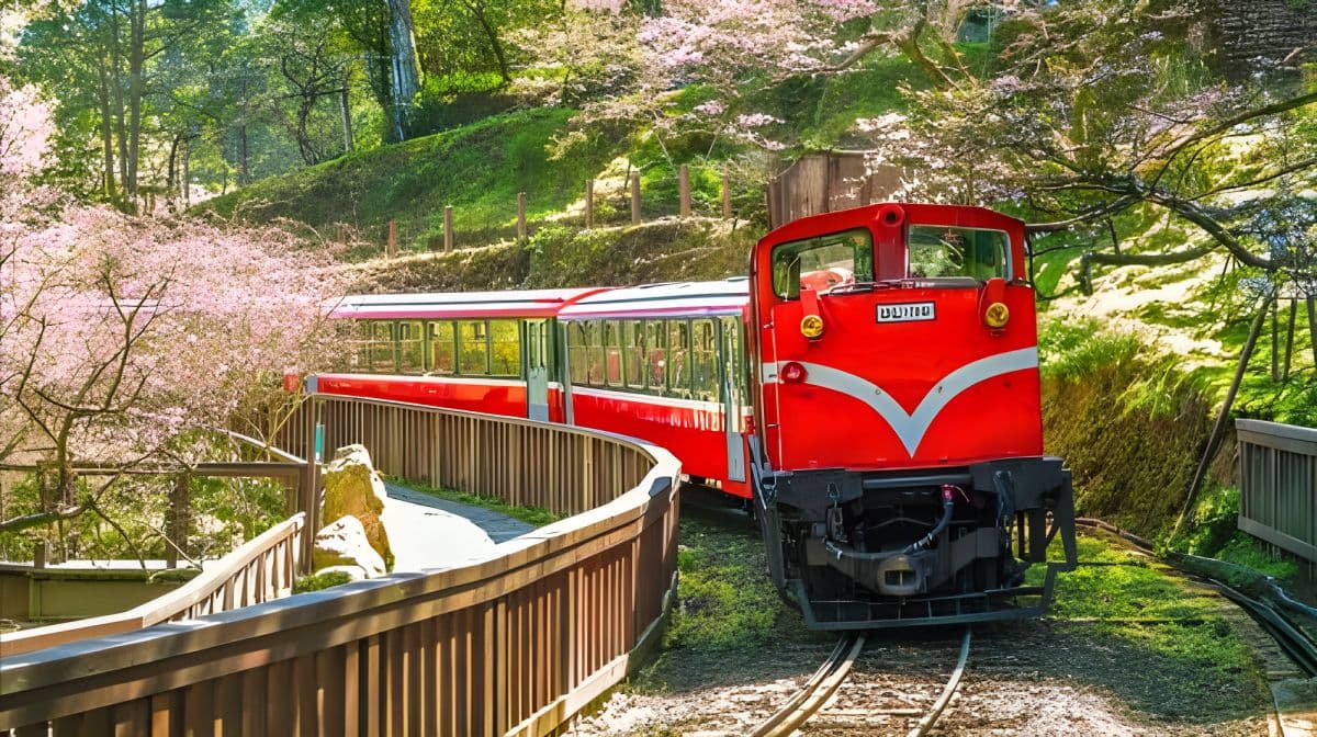 Alishan National Forest Recreation Area one-day tour[Taichung/Chiayi/Kaohsiung | Private private charter Guide] Day Tours