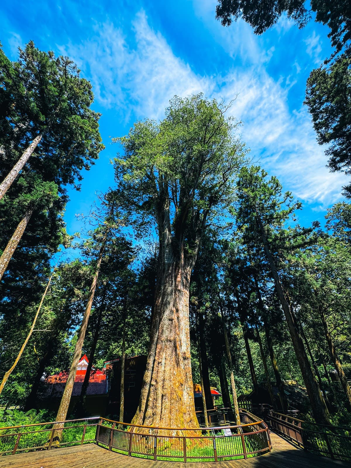 Alishan National Scenic Area