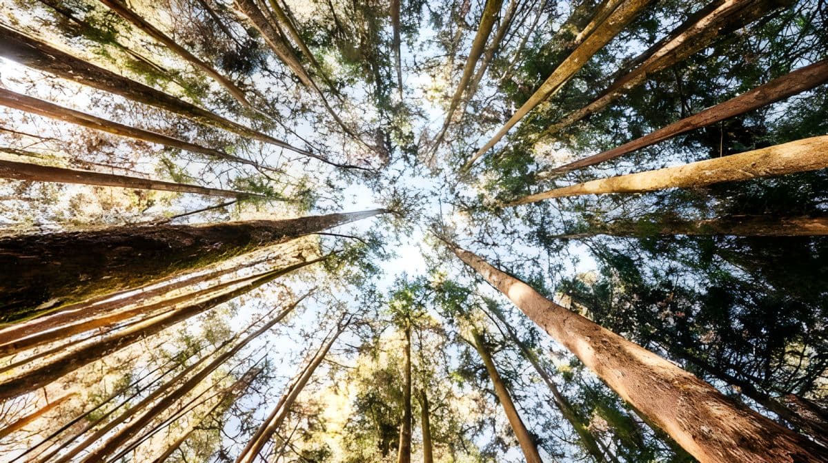 Alishan National Scenic Area Day Tour from Taichung Day Tours