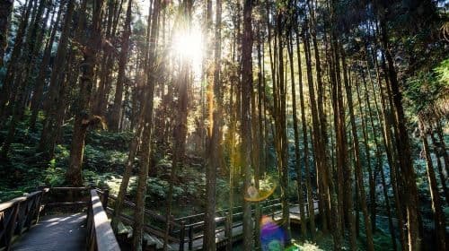 Alishan National Scenic Area Day Tour from Taichung Day Tours