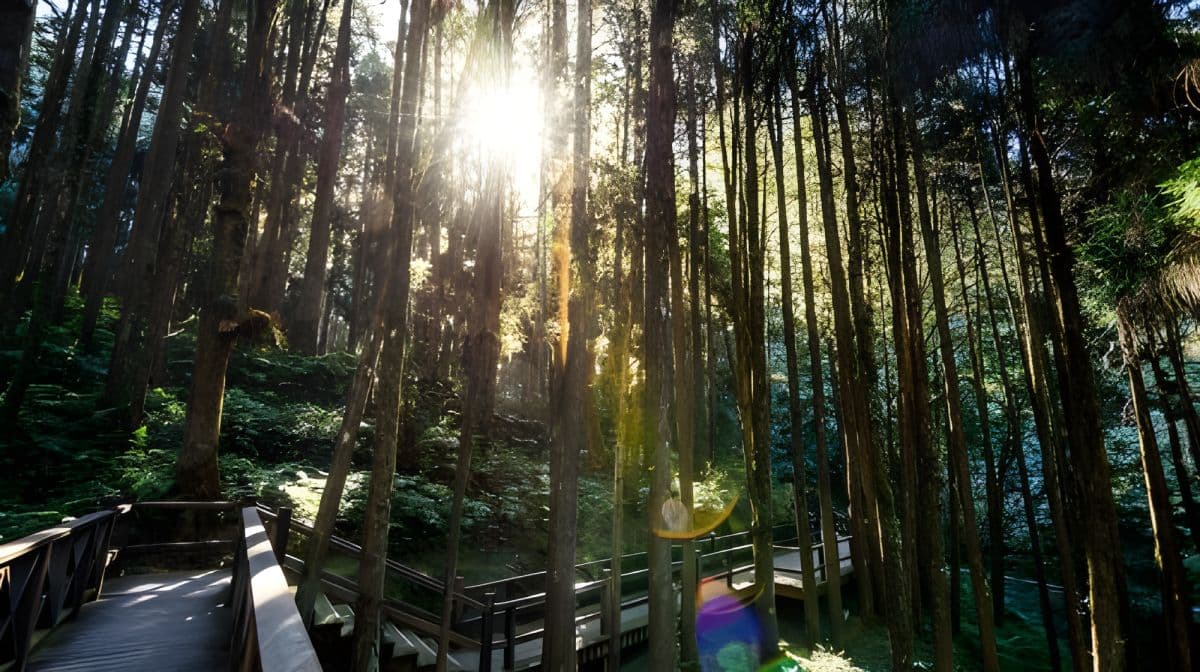 阿里山国家风景区一日游（台中出发）
