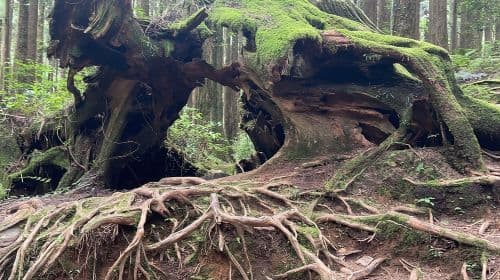 Excursão de um dia a Alishan saindo de Taichung