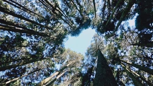 Alishan One Day Tour from Taichung Day Tours