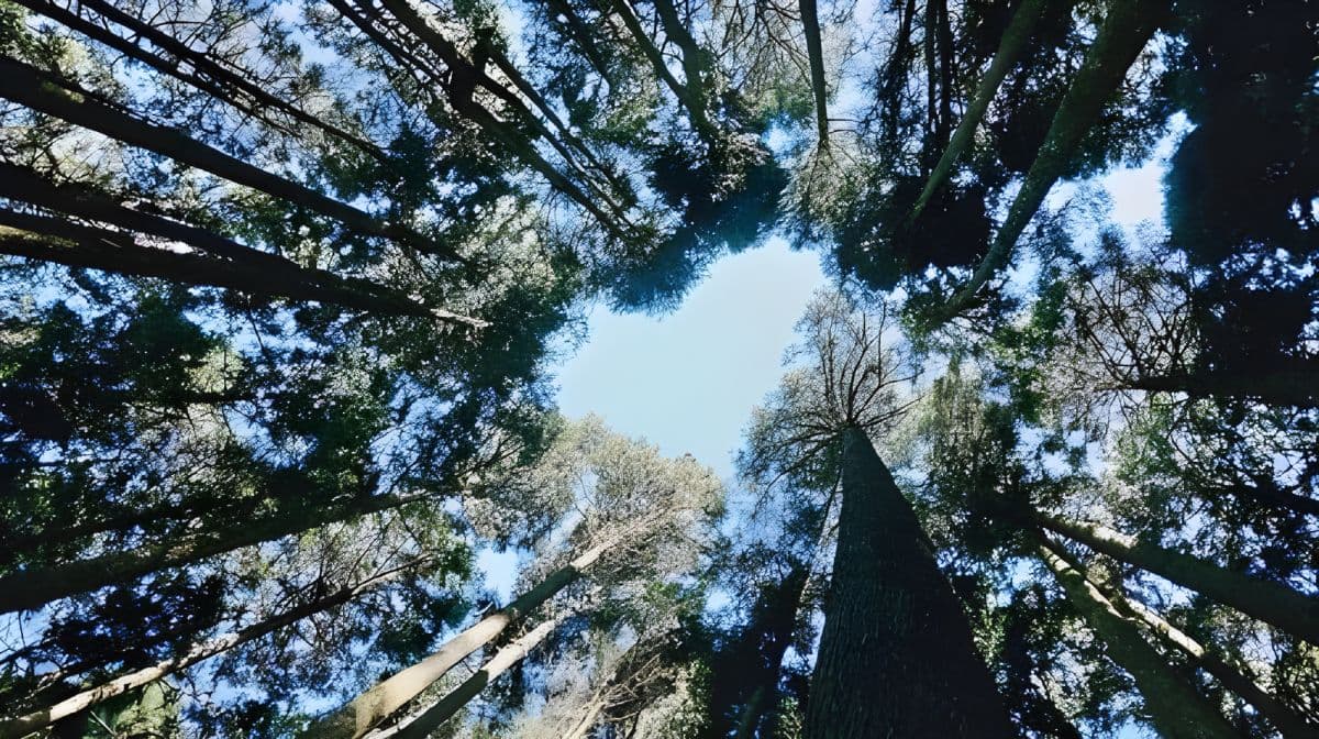 Alishan One Day Tour from Taichung Day Tours