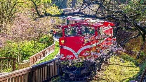 Chiayi: Alishan Day Tour (Departing from Taichung/Chiayi/Kaohsiung) Day Tours