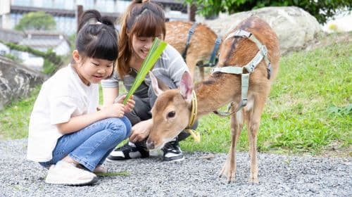 Dancewoods Japanese Garden Theme Park