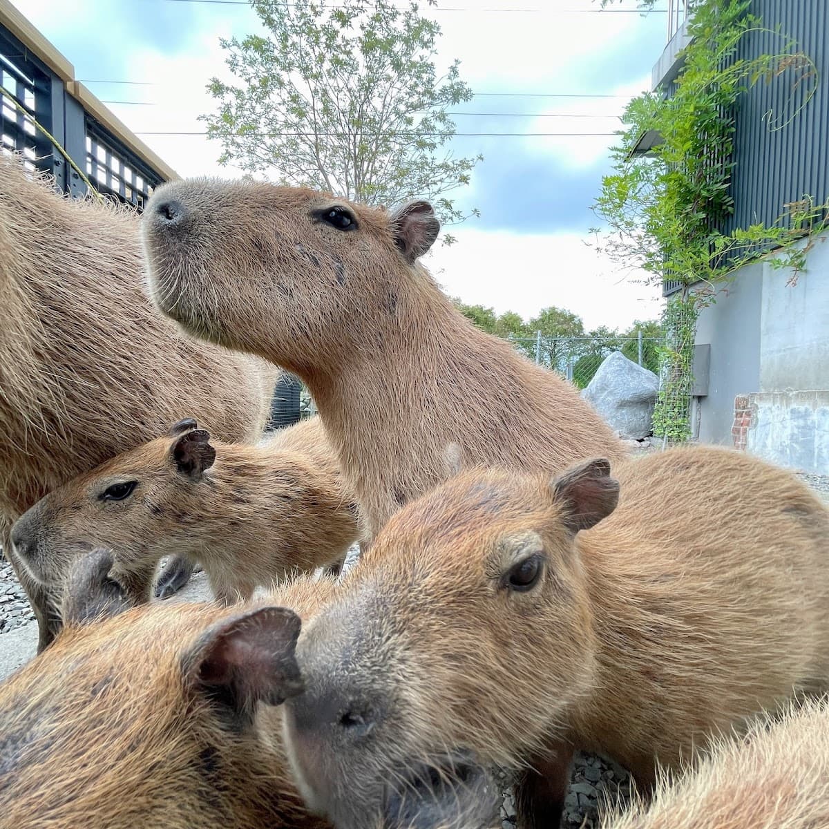 Daozhuang Leisure Farm