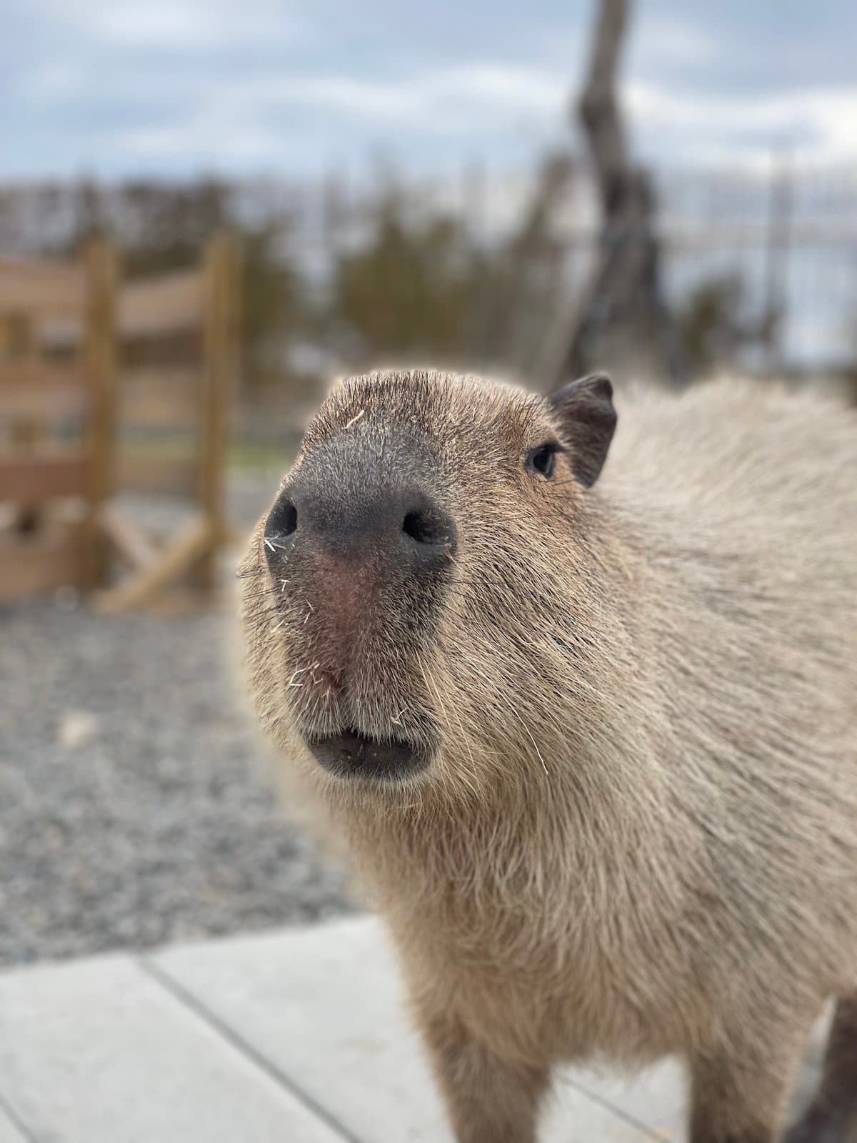 Paradise of capybara