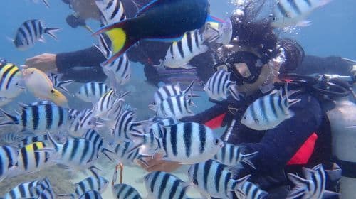 Penghu Islands Diving Experience diving diving 2 Hours [2025 Penghu Fireworks Festival | Love Coral Ocean Garden · Underwater Mailbox diving]