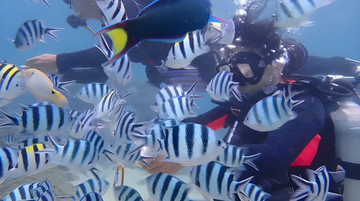 Experiencia de buceo en las Islas Penghu 2 horas [Festival de Fuegos Artificiales de Penghu 2025 | Love Coral Ocean Garden · Buzón submarino de buceo]