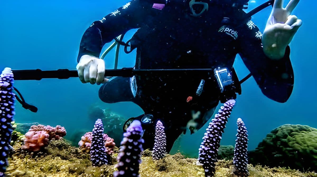 Experiencia de buceo en las Islas Penghu 2 horas [Festival de Fuegos Artificiales de Penghu 2025 | Love Coral Ocean Garden · Buzón submarino de buceo]