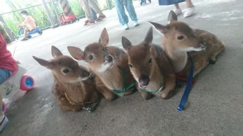 shan jiao lu chang shui lu zhi jia