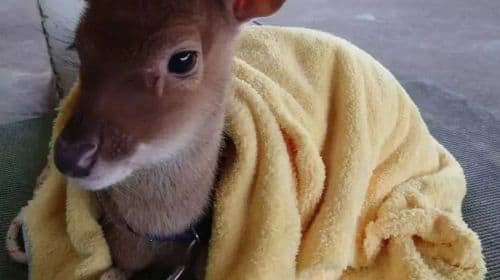 shan jiao lu chang shui lu zhi jia