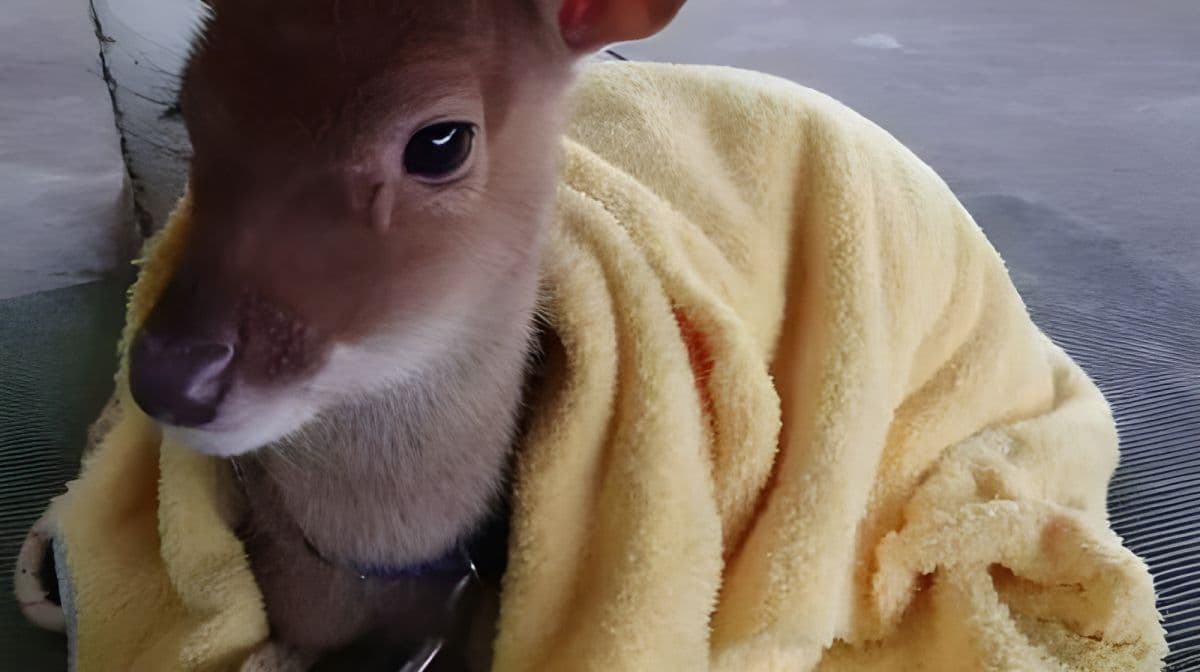 山腳鹿場水鹿之家