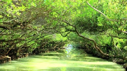 Sicao Green Tunnel