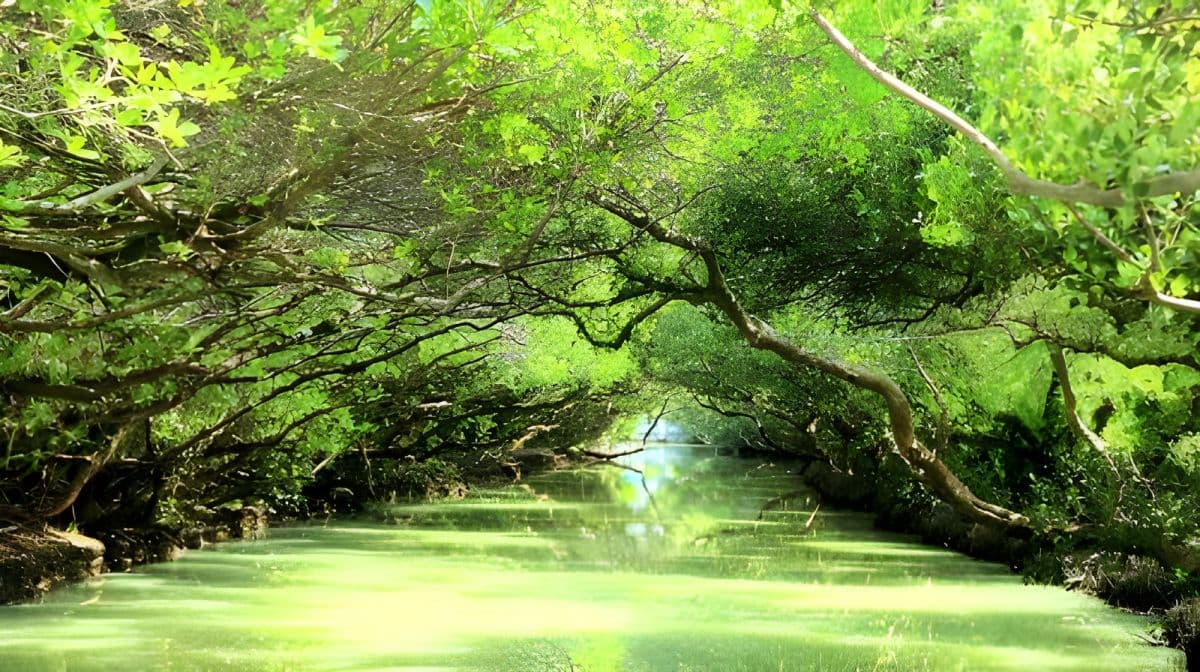 Sicao Green Tunnel