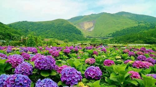 Tour di gruppo: Beitou e Yangmingshan in giornata da Taipei