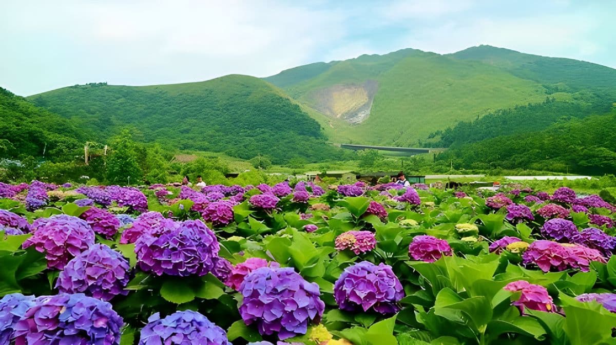 小团游：台北出发北投与阳明山一日游