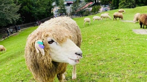 Sun Moon Lake, Qingjing Farm Day Tour [Taichung City Hotel Pickup] Day Tours