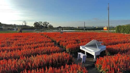 Taichung Zhongshe Flower Market + Miyahara Ophthalmology + Gaomei Wetlands one-day tour [departing from Taipei Ximen] with free bubble tea Day Tours