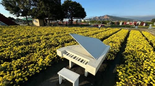 Taichung Zhongshe Flower Market + Miyahara Ophthalmology + Gaomei Wetlands one-day tour [departing from Taipei Ximen] with free bubble tea Day Tours