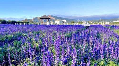 Taichung Zhongshe Flower Market + Miyahara Ophthalmology + Gaomei Wetlands one-day tour [departing from Taipei Ximen] with free bubble tea Day Tours
