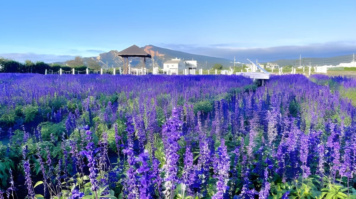 Taichung Zhongshe Flower Market + Miyahara Ophthalmology + Gaomei Wetlands one-day tour [departing from Taipei Ximen] with free bubble tea Day Tours