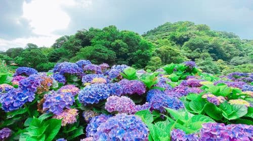 Taipei Day Tour: Beitou, Geothermal Valley, Yangmingshan, Yehliu Day Tours