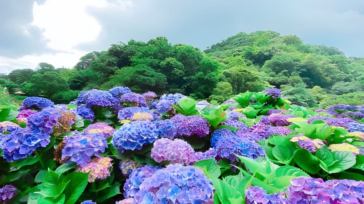 Taipei Day Tour: Beitou, Geothermal Valley, Yangmingshan, Yehliu Day Tours