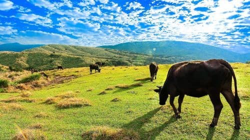 Taipei Dagtocht: Beitou, Geothermal Valley, Yangmingshan, Yehliu Dagtochten