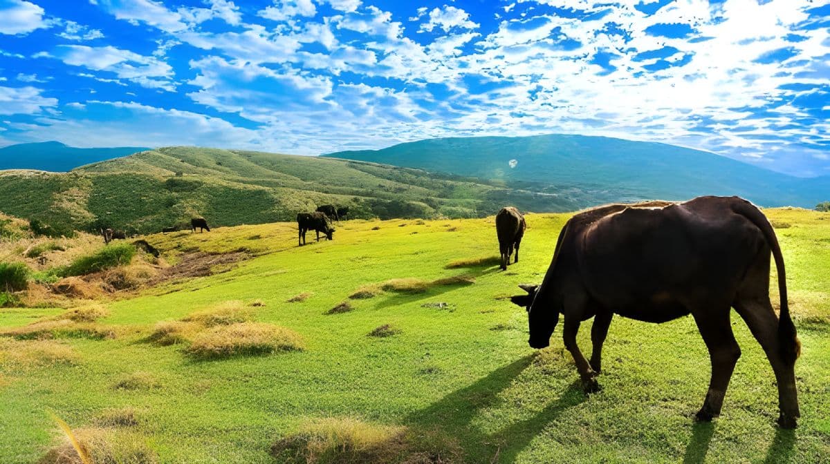 Taipei Day Tour: Beitou, Geothermal Valley, Yangmingshan, Yehliu Day Tours