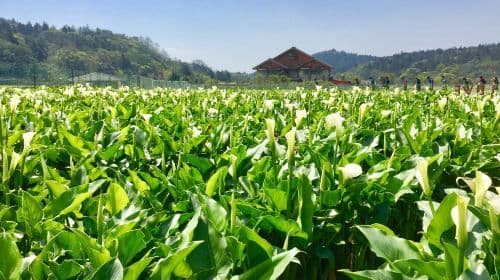 Taipei National Palace Museum + Yangmingshan National Park + Tamsui Old Street private charter tour [Departing from Taipei] Day Tours