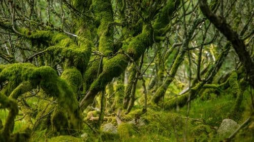 Taipingshan National Forest Recreation Area