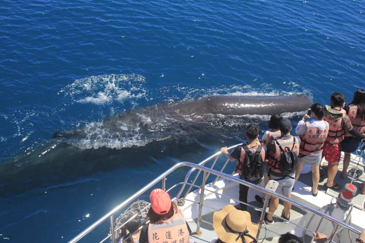 Taiwan Hualien Whale & Dolphin Watching Cruise with Transfer Service
