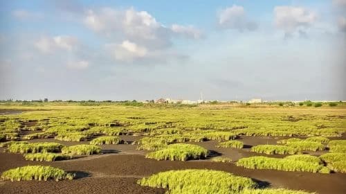 Taiwan Taichung Gaomei Wetland one-day tour[Windmill Silhouette + Wetland Light Chasing] Day Tours