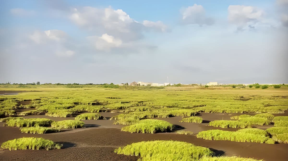 Excursão de um dia ao Gaomei Wetland em Taichung, Taiwan [Silhueta dos Moinhos de Vento + Perseguição da Luz no Wetland] Passeios de um dia