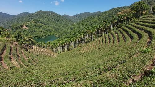 Thousand Island Lake and Pinglin Tea Plantation from Taipei Day Tours