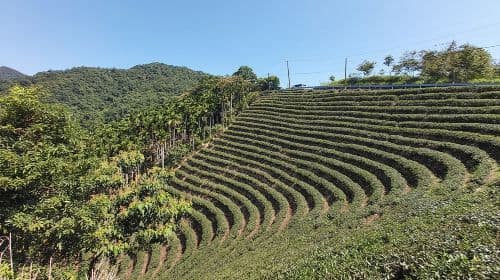Thousand Island Lake and Pinglin Tea Plantation from Taipei Day Tours