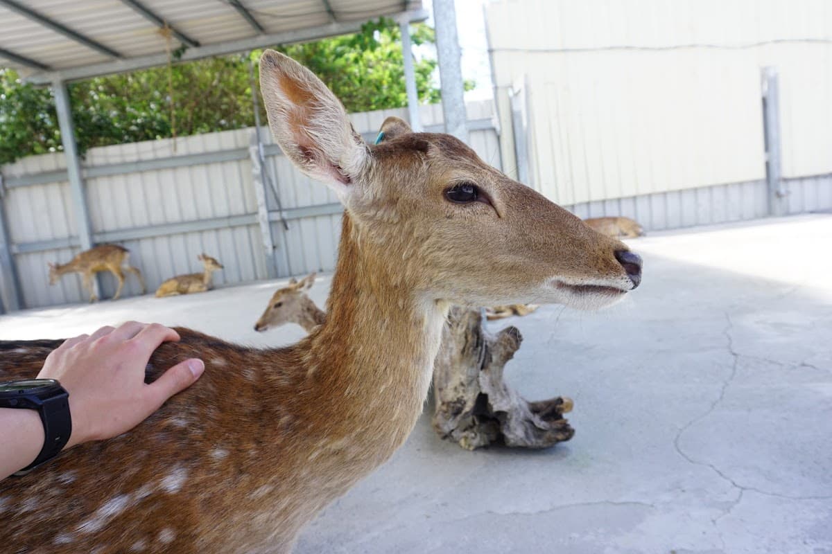 Wonderland of Deer