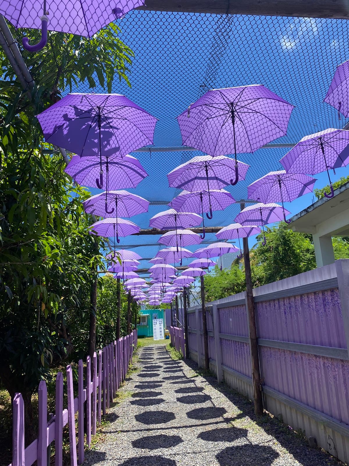 Wonderland of Deer