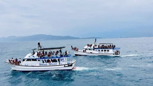 whaleworld Whale Watching Experience in Hualien