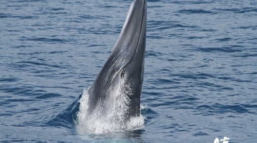 whaleworld Whale Watching Experience in Hualien