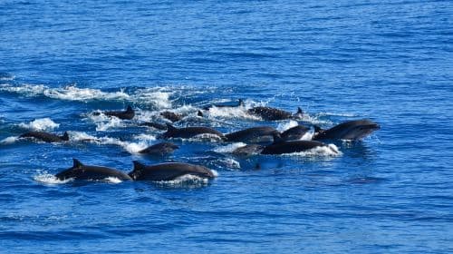 whaleworld Whale Watching Experience in Hualien