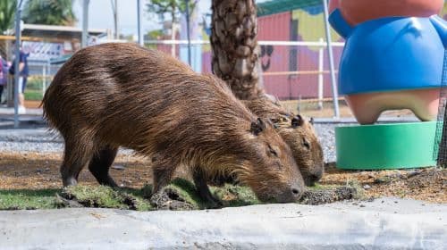 Xingmeng Forest Theater